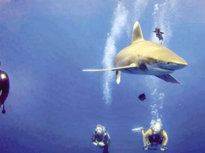 Новости Египта: на первую акулу прикрепили устройство спутникового слежения